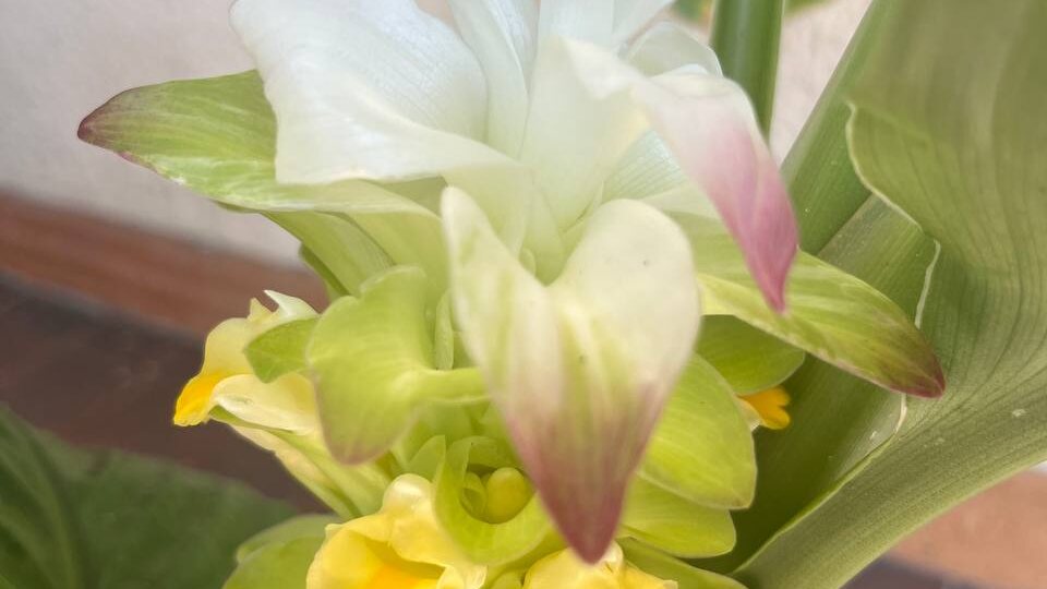 Куркума зацвела в Сочи