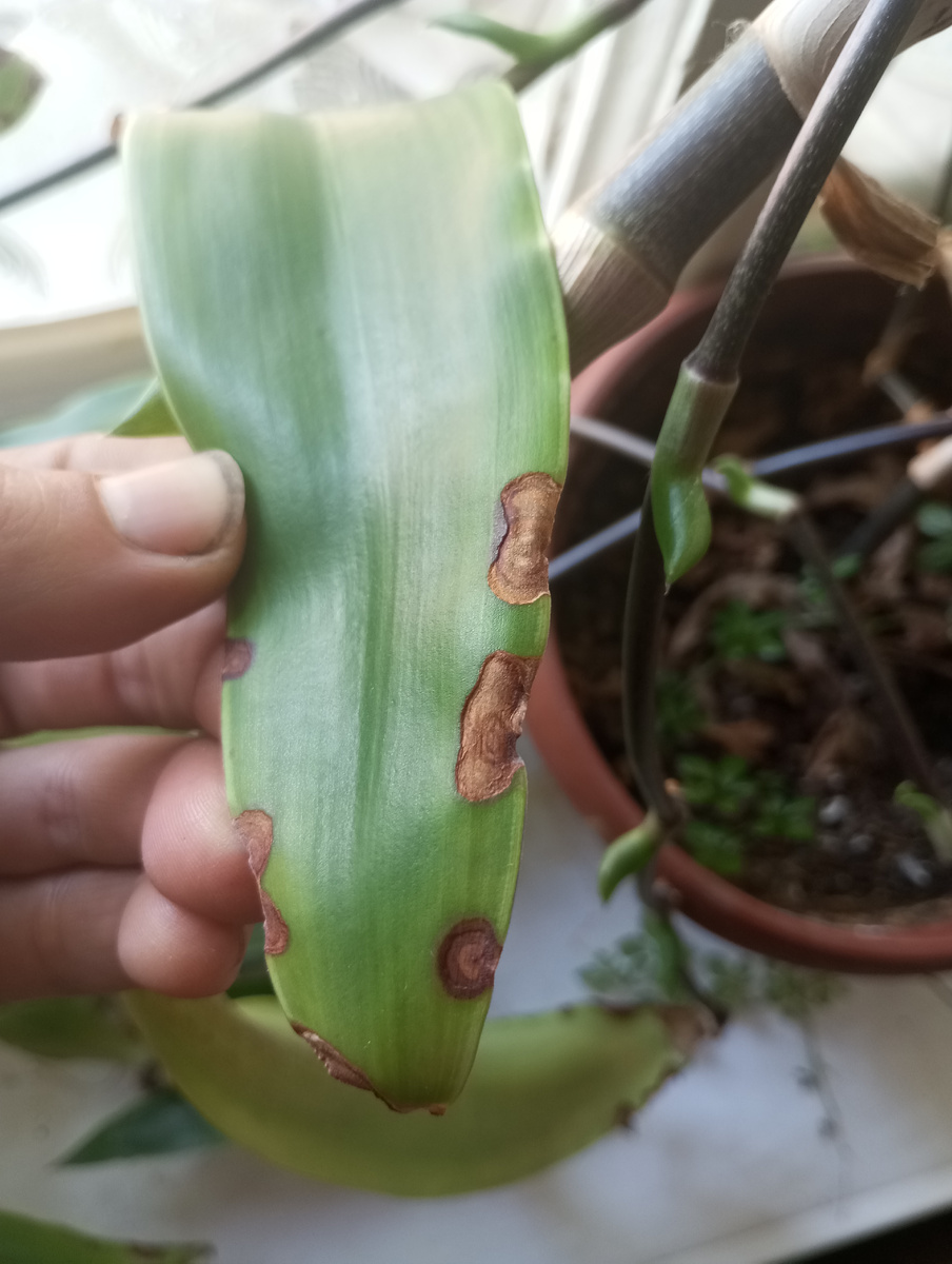 фото автора: коричневые пятна с концентрическими кругами