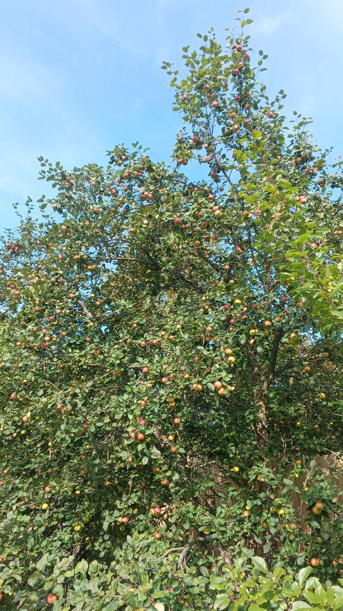 фото автора: самая старая яблоня на участке, дает плоды исключительно через год 