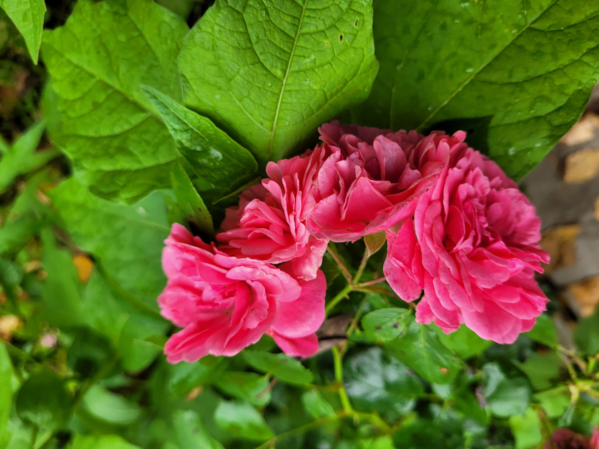 Второе цветение роз