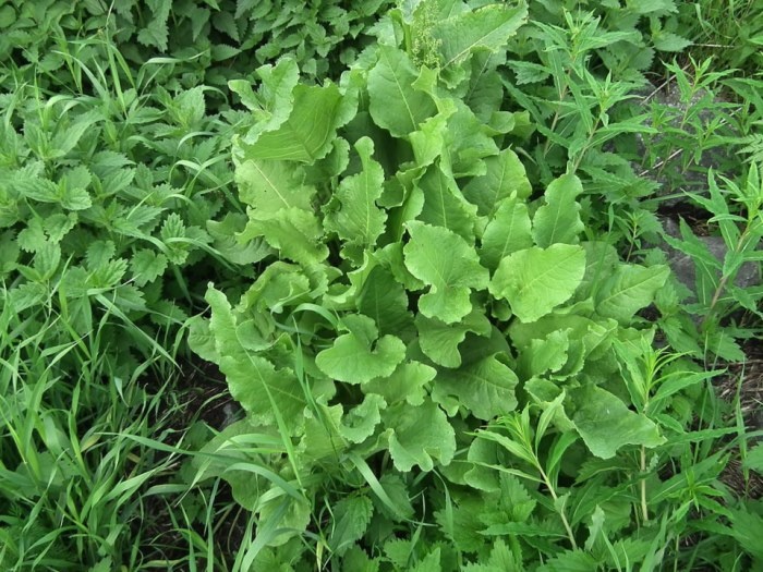 Листья щавеля конского весной