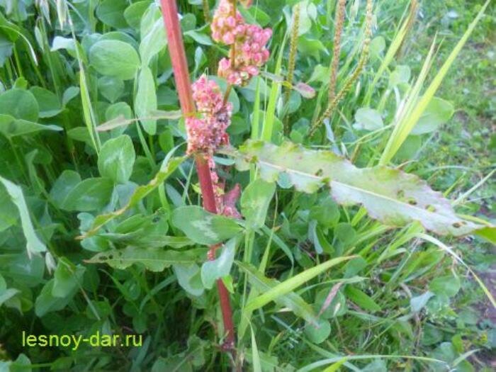 Стебель щавеля конского к концу лета краснеет (фото с блога "Лесная кладовая"