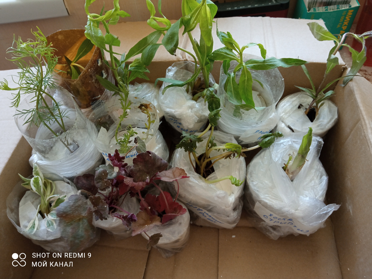 Моя посылочка от "Цветочной няши".