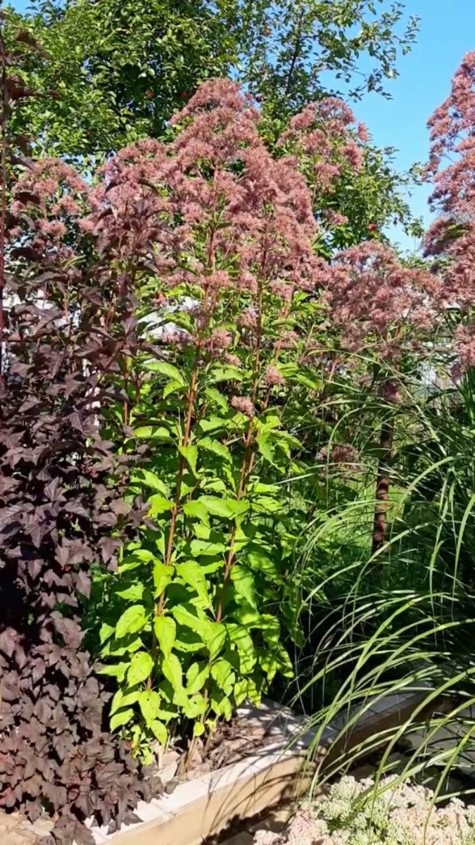Удерживать незваных гостей на дистанции можно с помощью  посконника.
