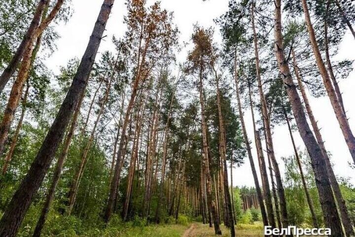 «Наполнять смыслами и новыми знаниями»: для чего в Белгороде создают новую охраняемую территорию