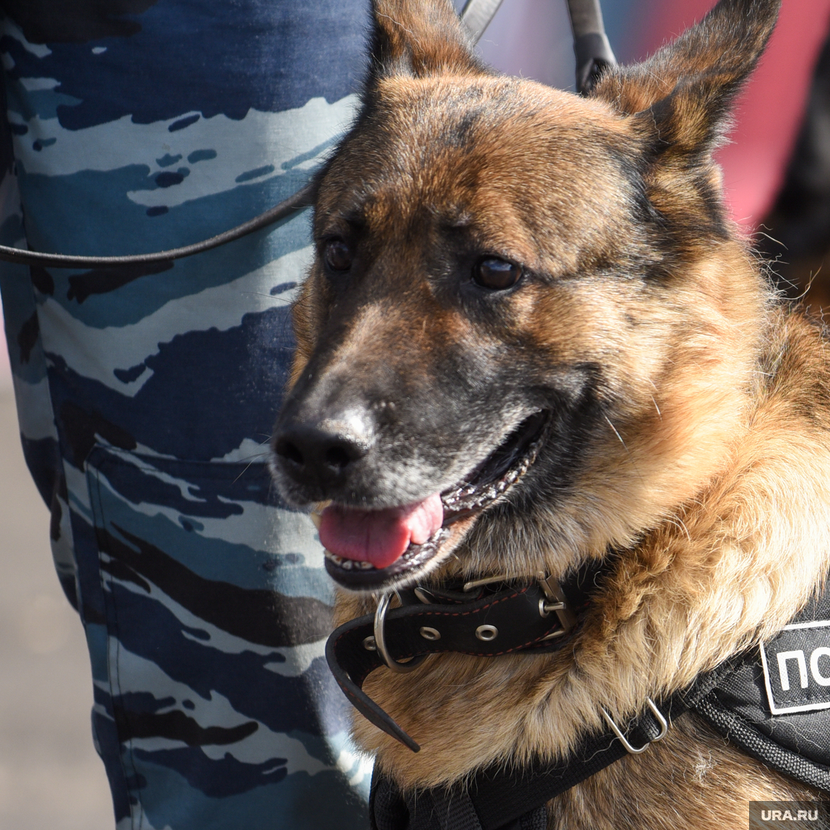 Собственно Кадис 