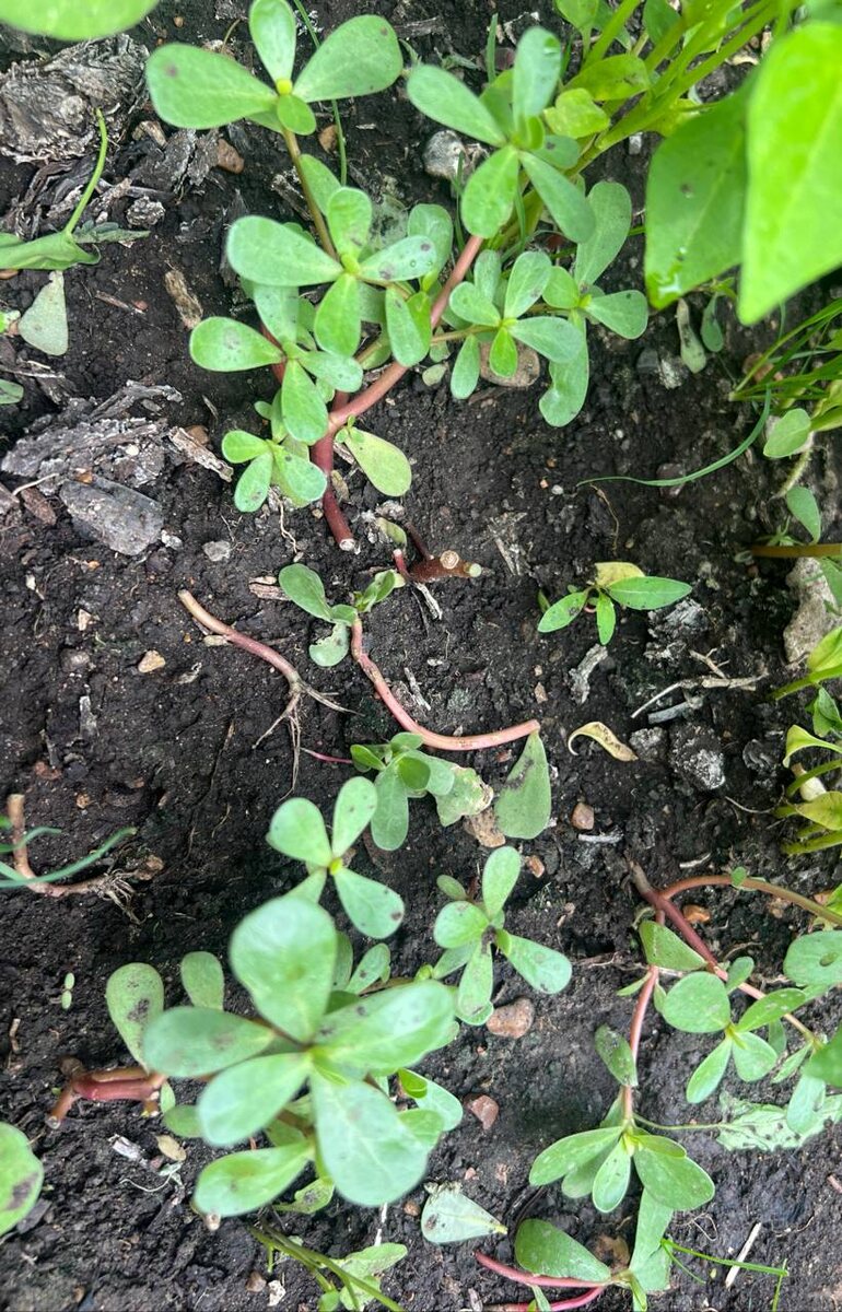 Растет у меня на даче)