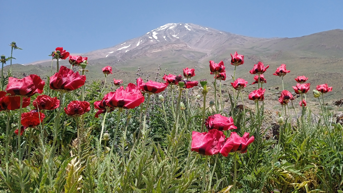 Вид на Демавенд из базового лагеря Гусфанд Сара