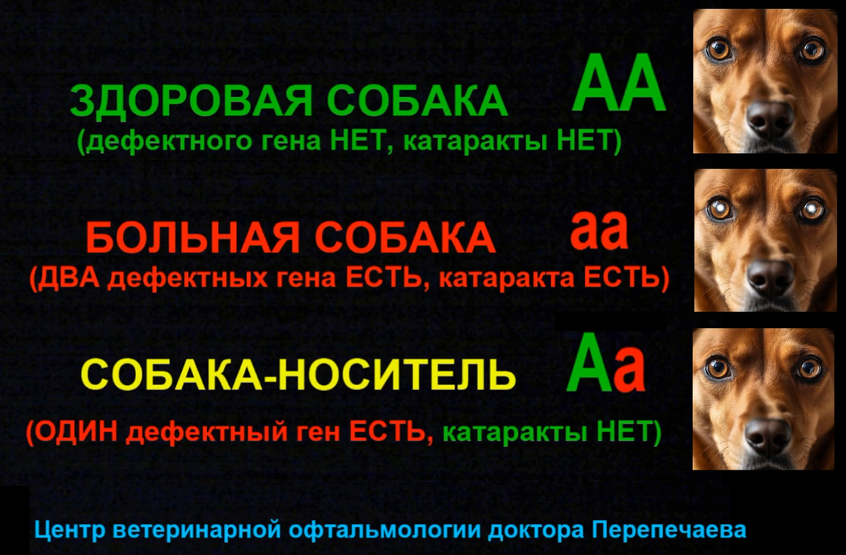 Рисунок 1. Генетические типы собак с точки зрения наследования катаракты (рисунок Перепечаева К.А.) 
