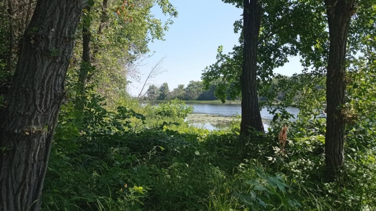    Штрафы за костры в саратовских лесах достигли миллиона рублейНовости Саратова и области – Сетевое издание «Репортер64»