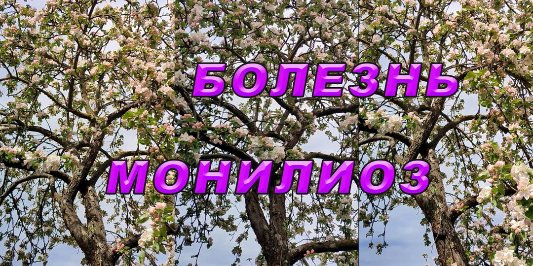 Монилиоз. Болезни плодовых деревьев.