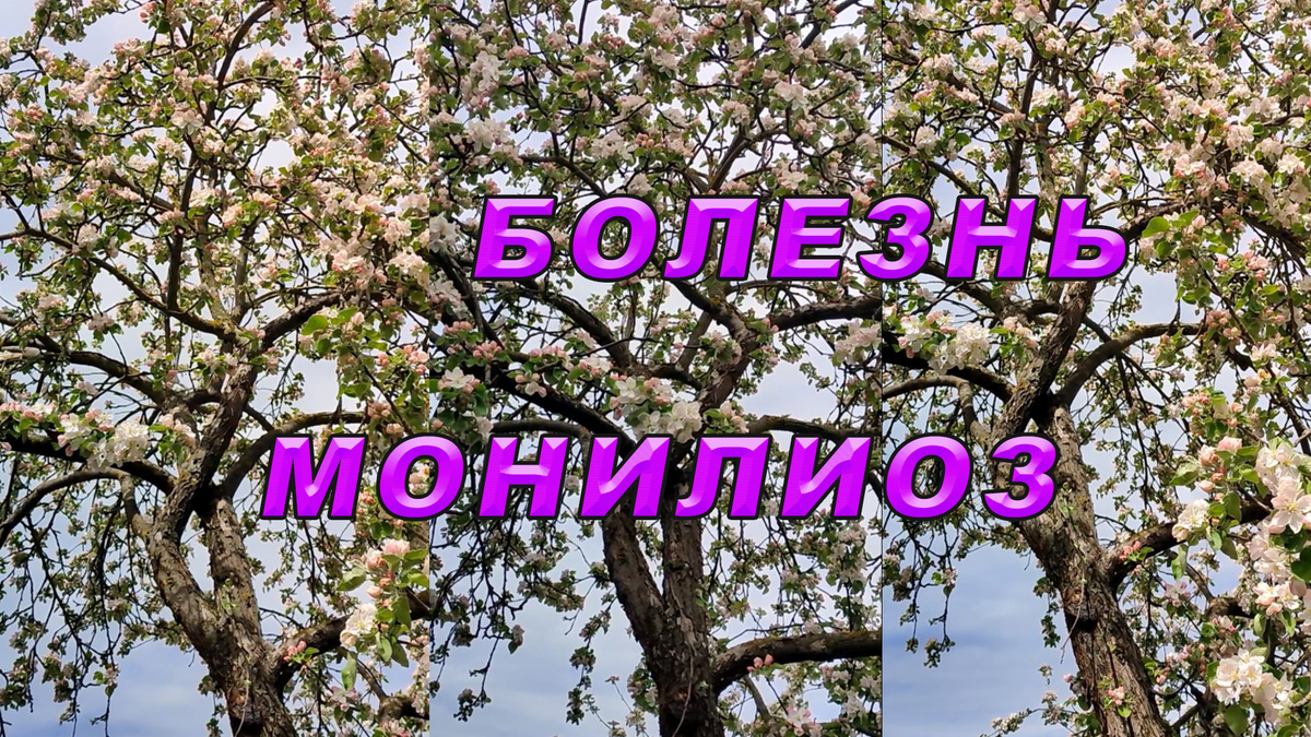 Монилиоз - болезнь, поражающая плодовые деревья.