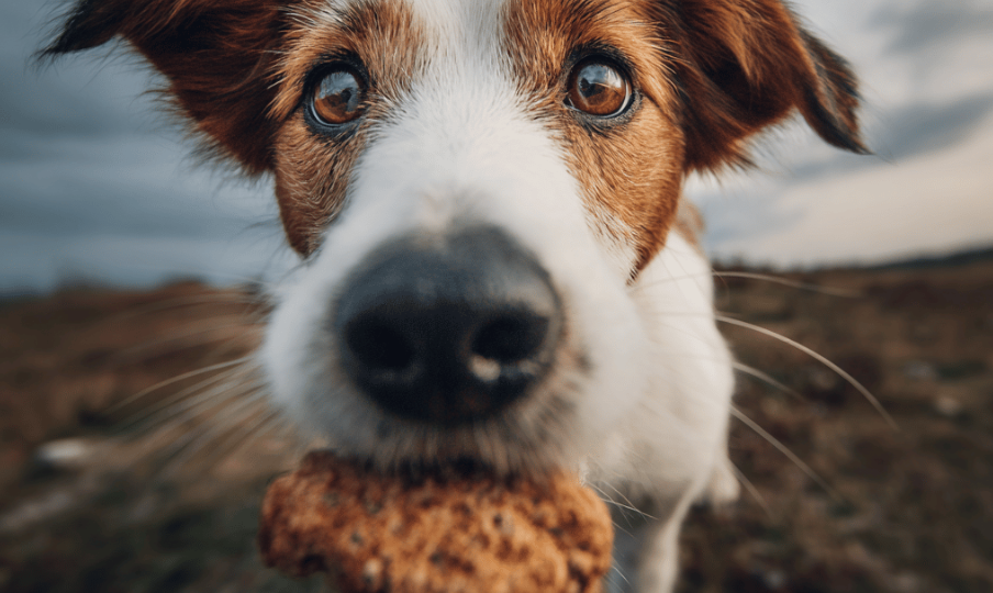 Табу-продукты: чем точно нельзя кормить собаку, даже если она умоляюще смотрит