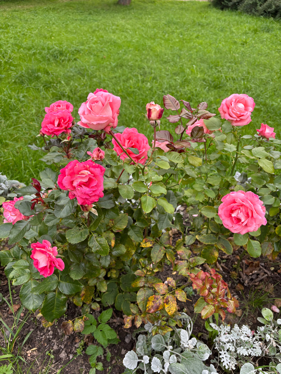 Очень понравился цвет у роз