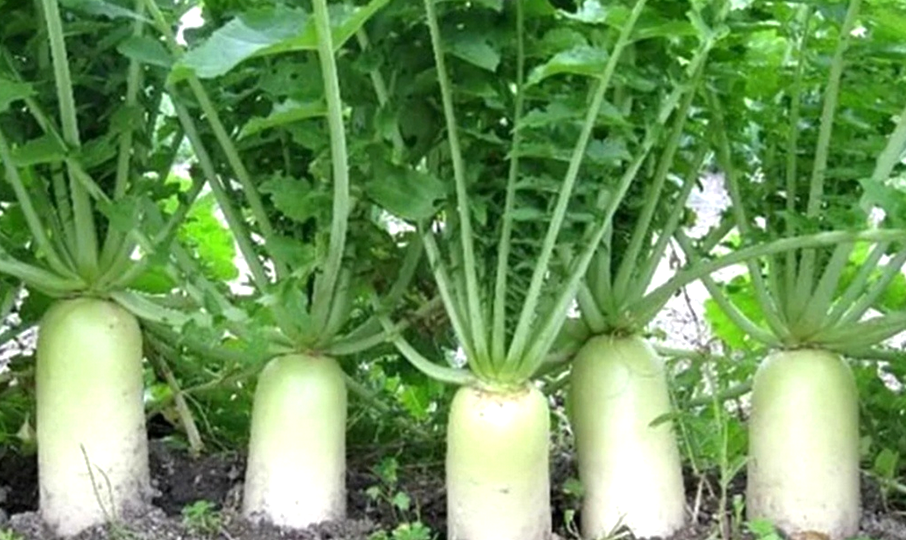 Дайкон и его невероятные свойства