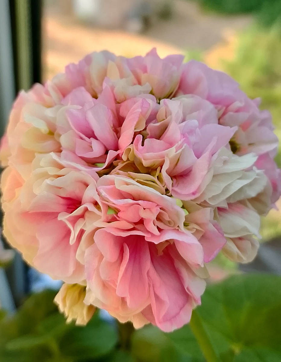 Плотное шарообразное соцветие.