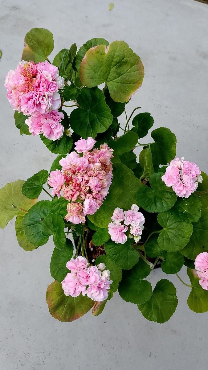 Цветение взрослого куста. Упустил момент для фото, соцветия стали подсыхать. 