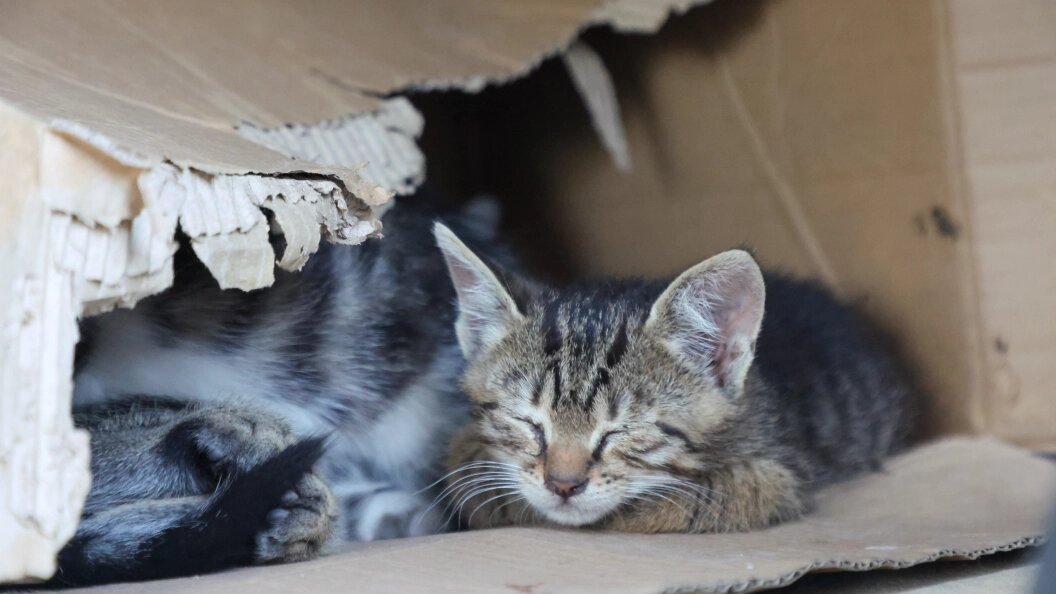    Фото: Belkin Alexey/news.ru/Globallookpress