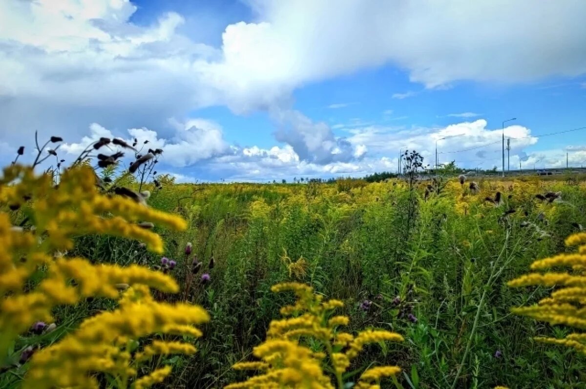    О приметах в день Евтихия Тихого 6 сентября рассказали новосибирцам
