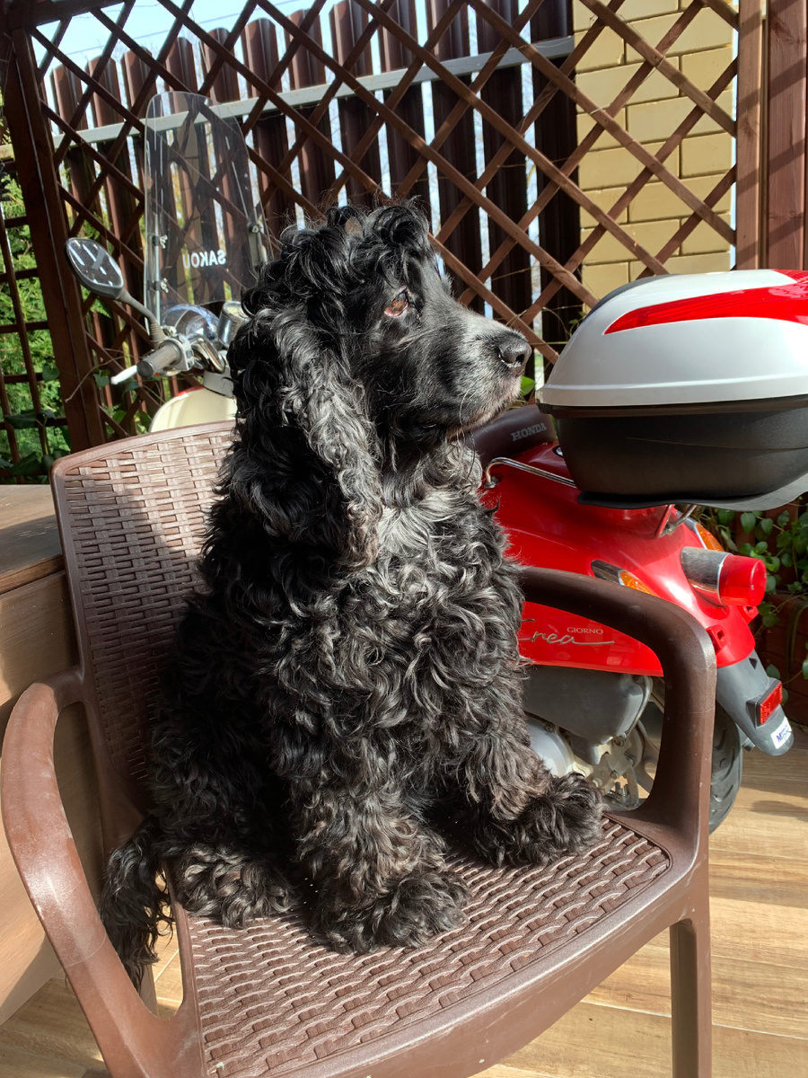 "Овечка" Лиззи в своей натуральной шубе