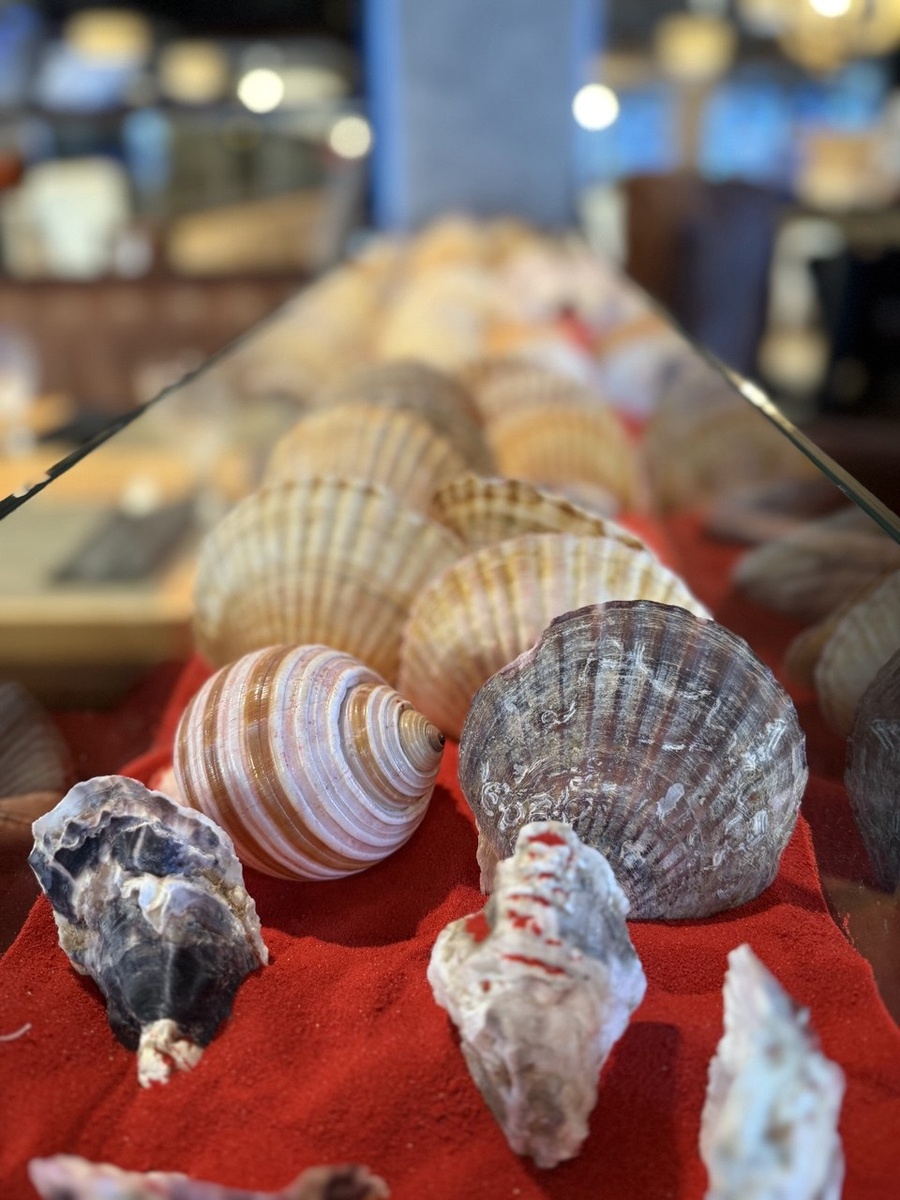 Ракушки на песке