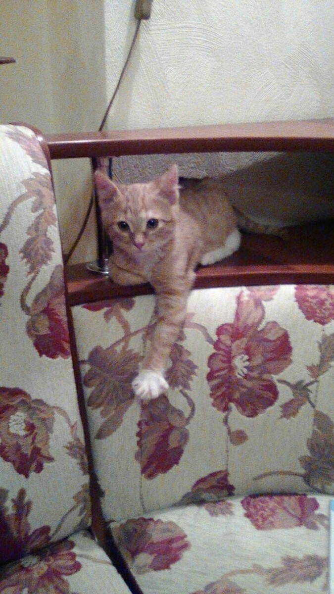 Вася дома в первый вечер