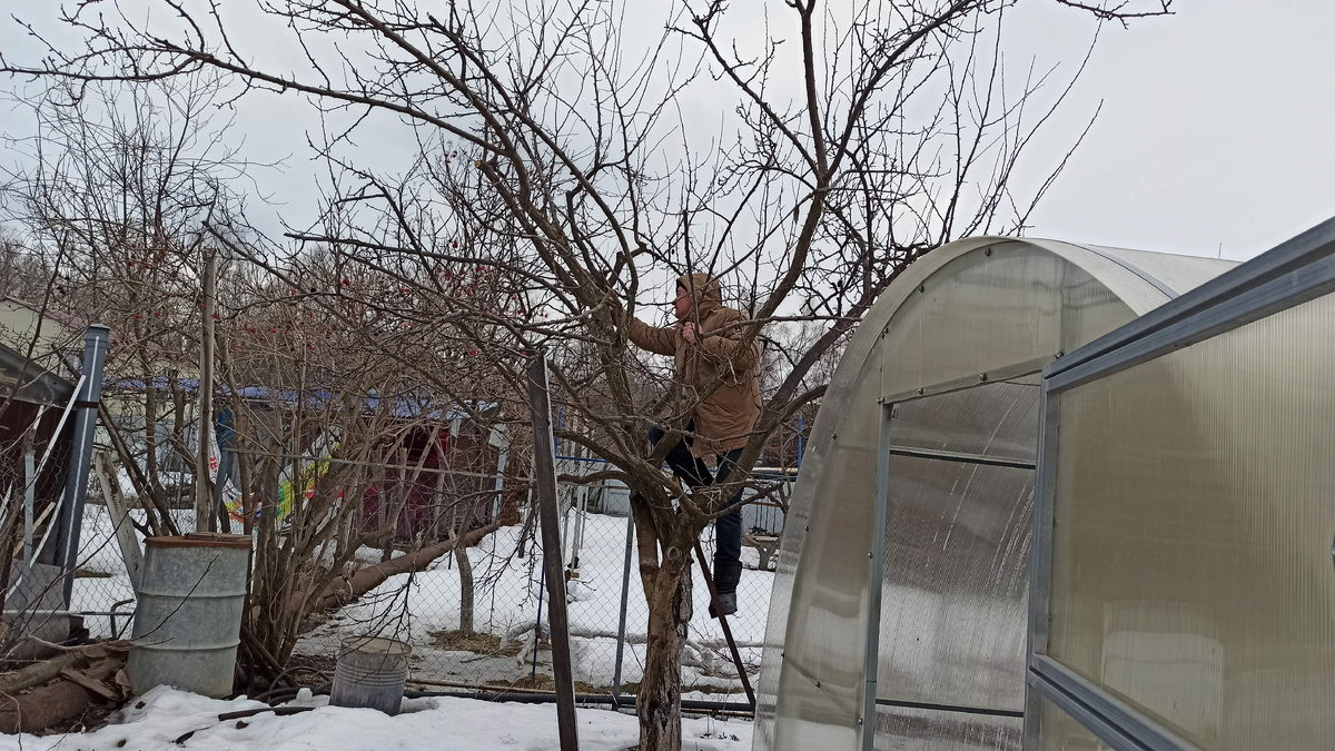 22 марта 2023 г. - весенняя обрезка абрикоса. Ничто не предвещало беды...