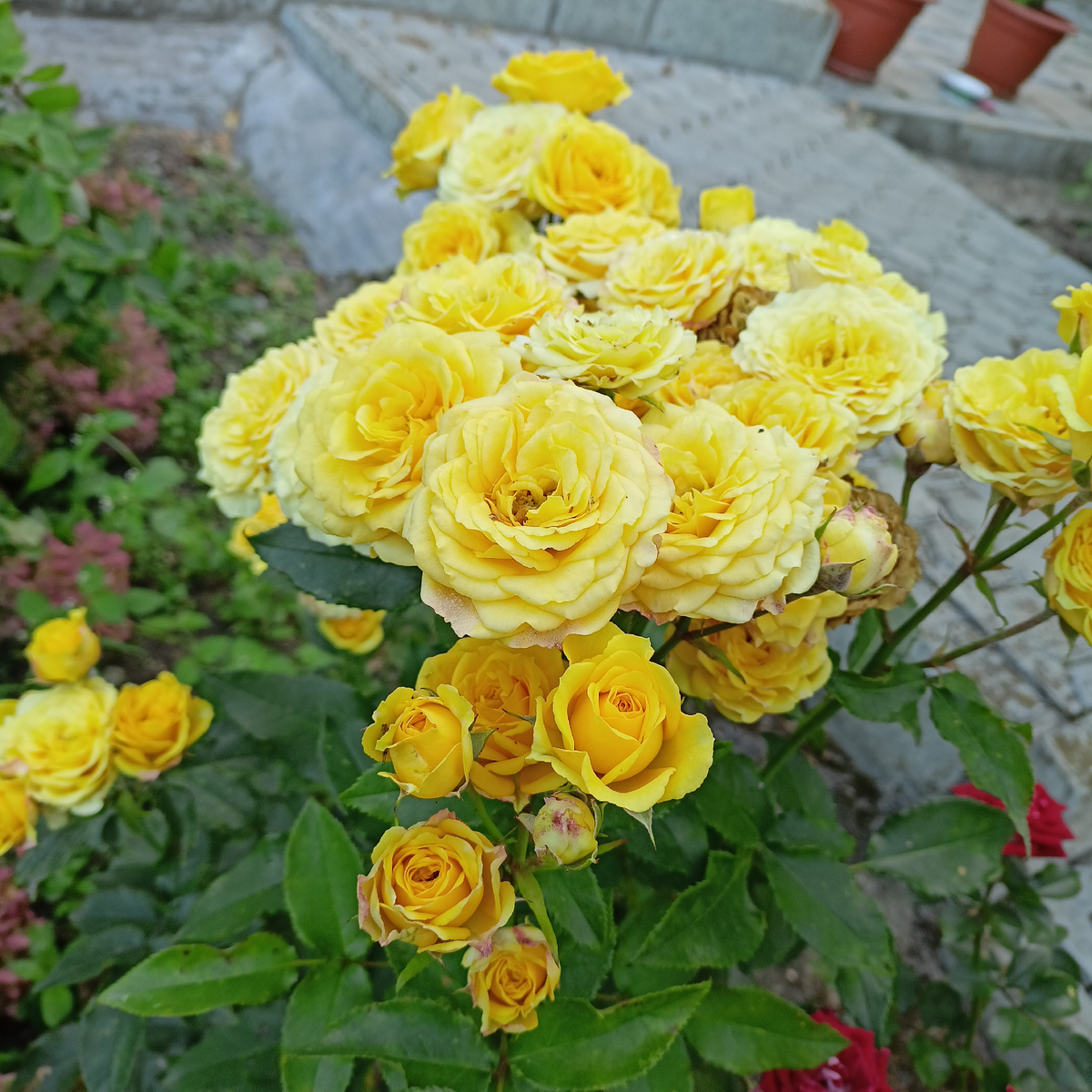 Моим дорогим читателям все цветы мира к ногам!