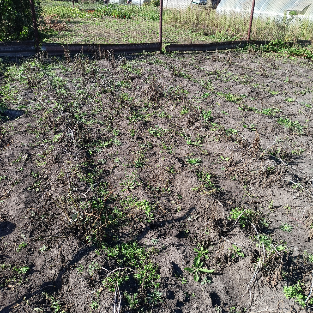 В этом году мама засадила картошкой вот это небольшое пространство.