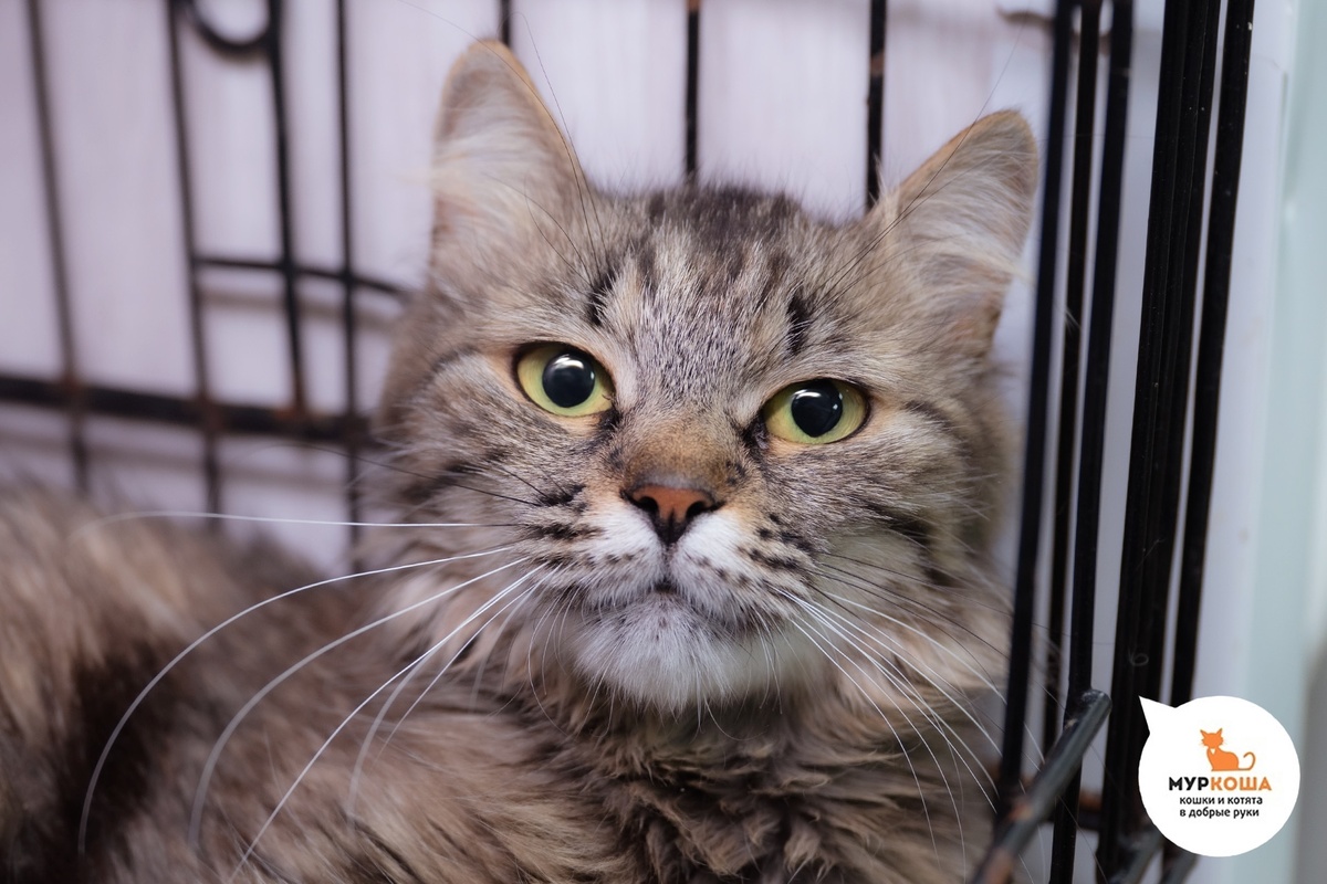 Биэла домашняя кошечка, приехала вместе с Джедикой и Галилео.