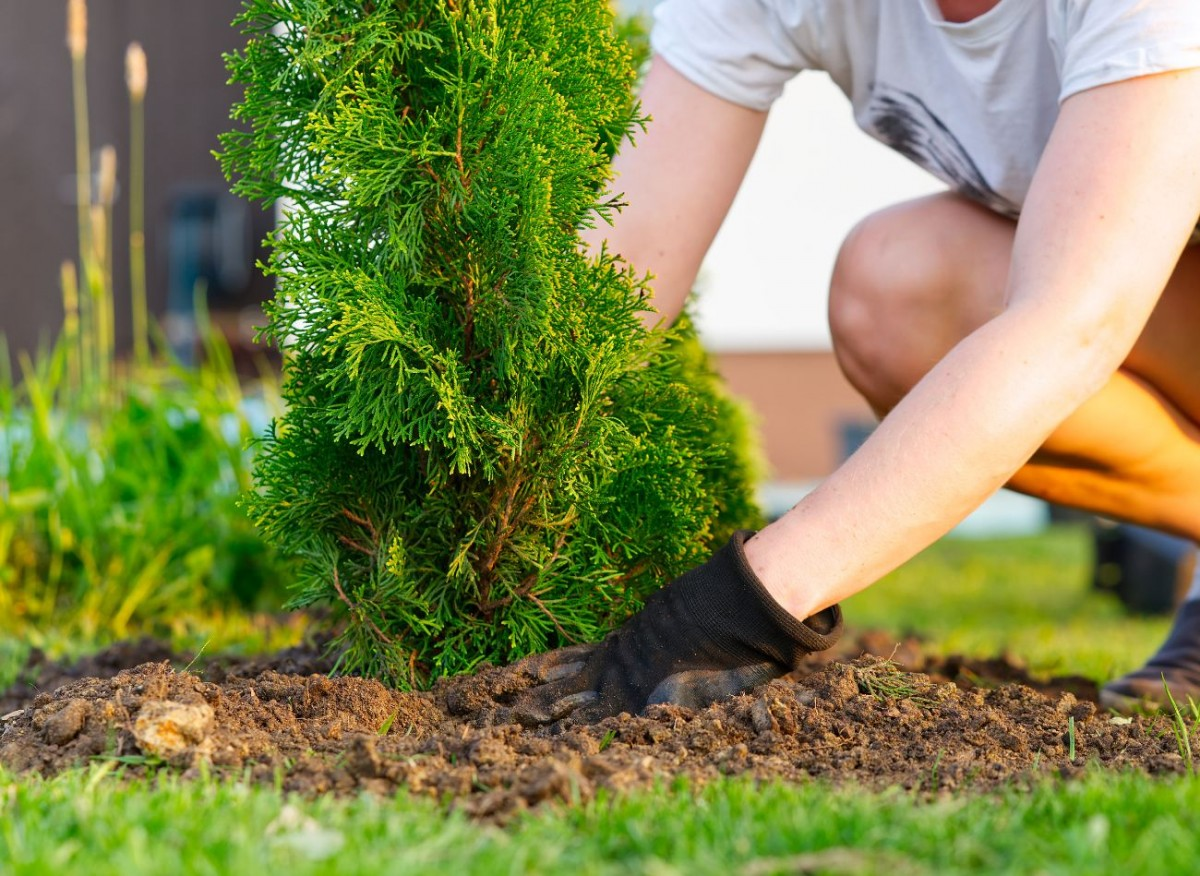Осенью лучше всего пересаживать те сорта туи, которые устойчивы к неблагоприятным погодным и почвенным условиям