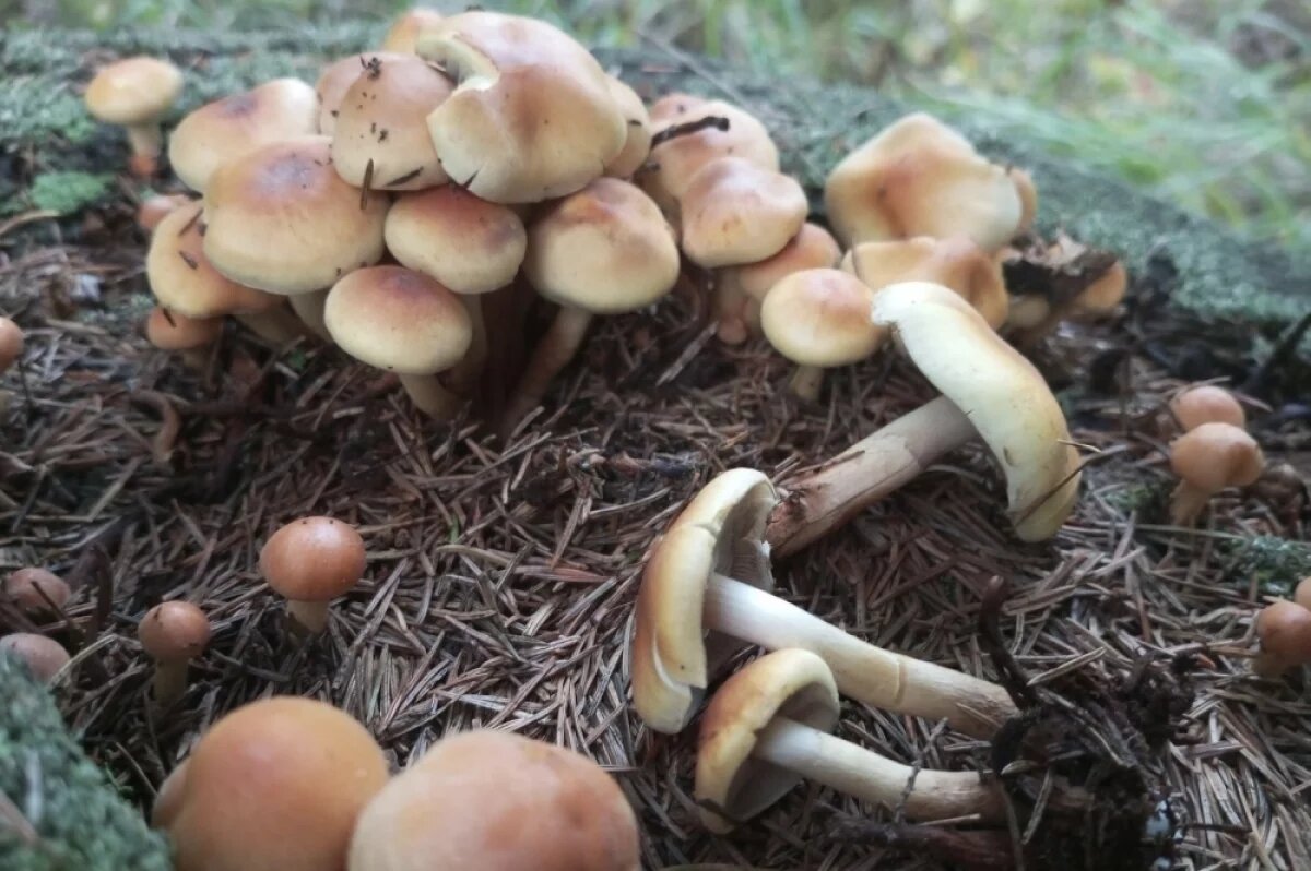    Ложные опята.