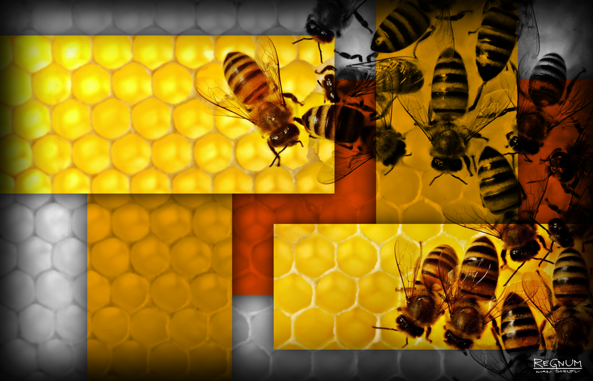    Пчёлы / Источник: Иван Шилов © ИА REGNUM