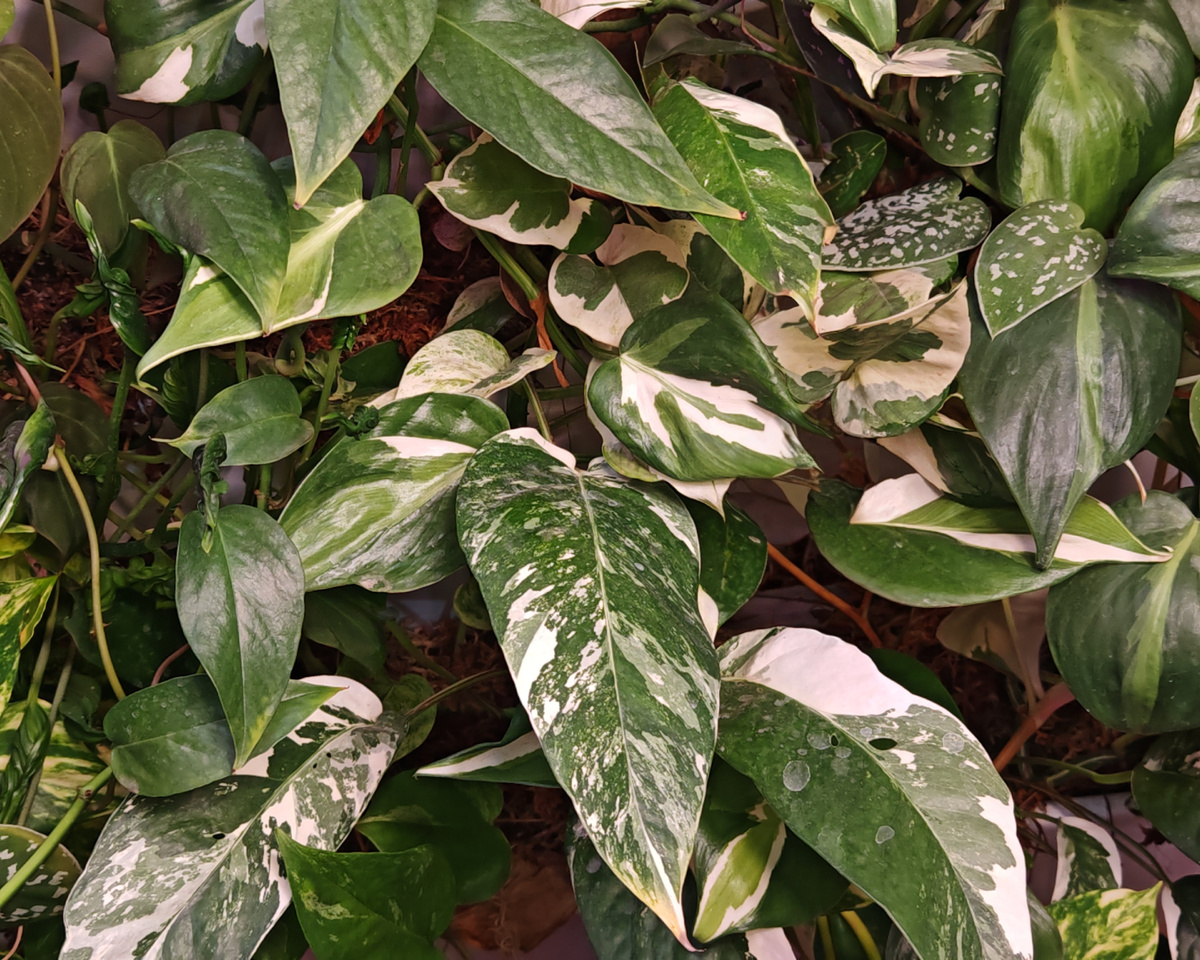 Очень удобно выращивать в фитомодуле