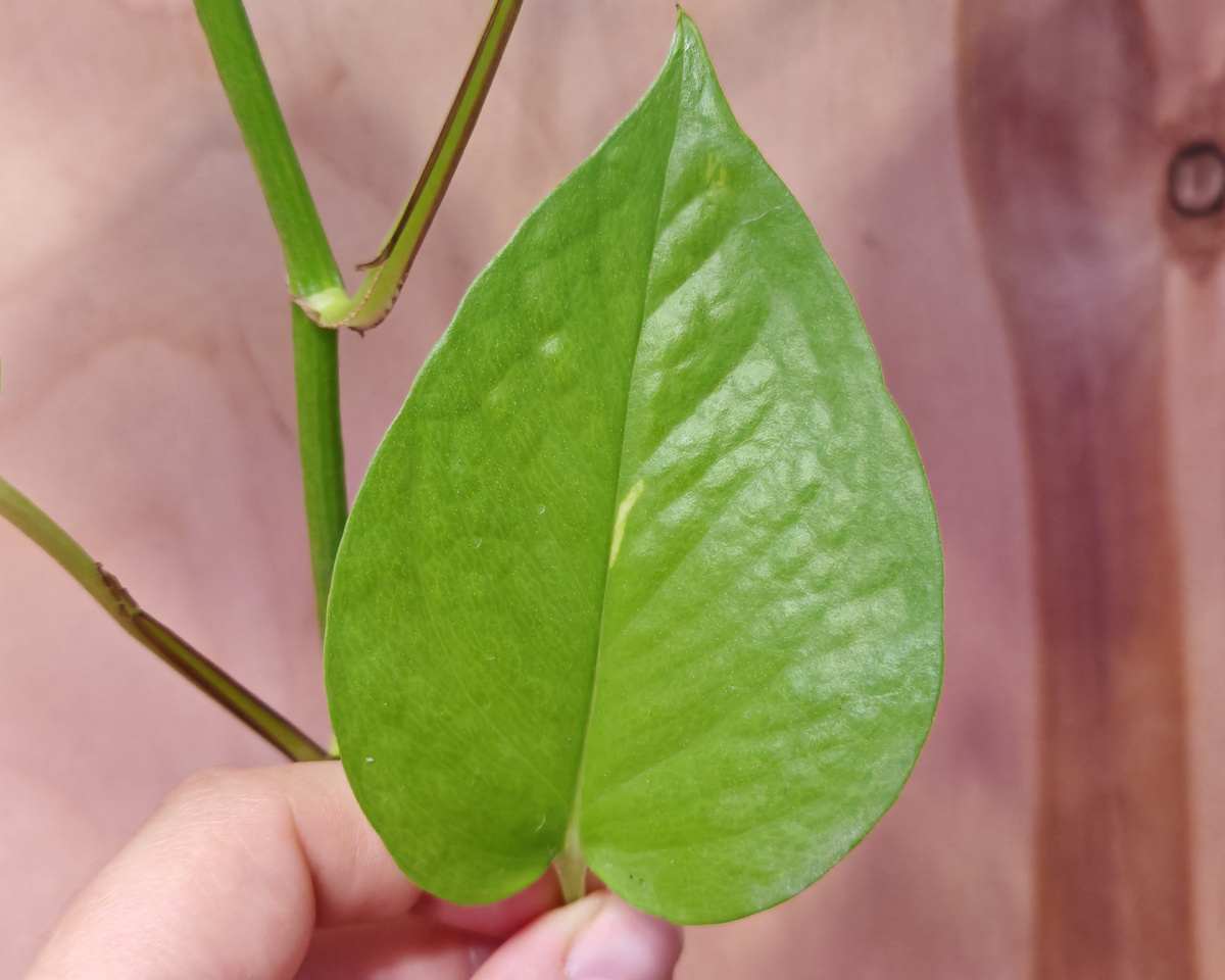 Эпипремнум голден потос