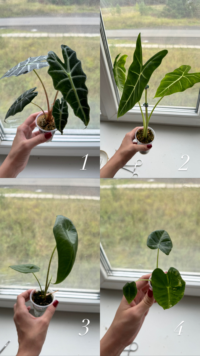 1. Алоказия Амазоника 2. Алоказия Михольца 3. Алоказия лонгилоба кобра 4. Фрайдек вариегатная