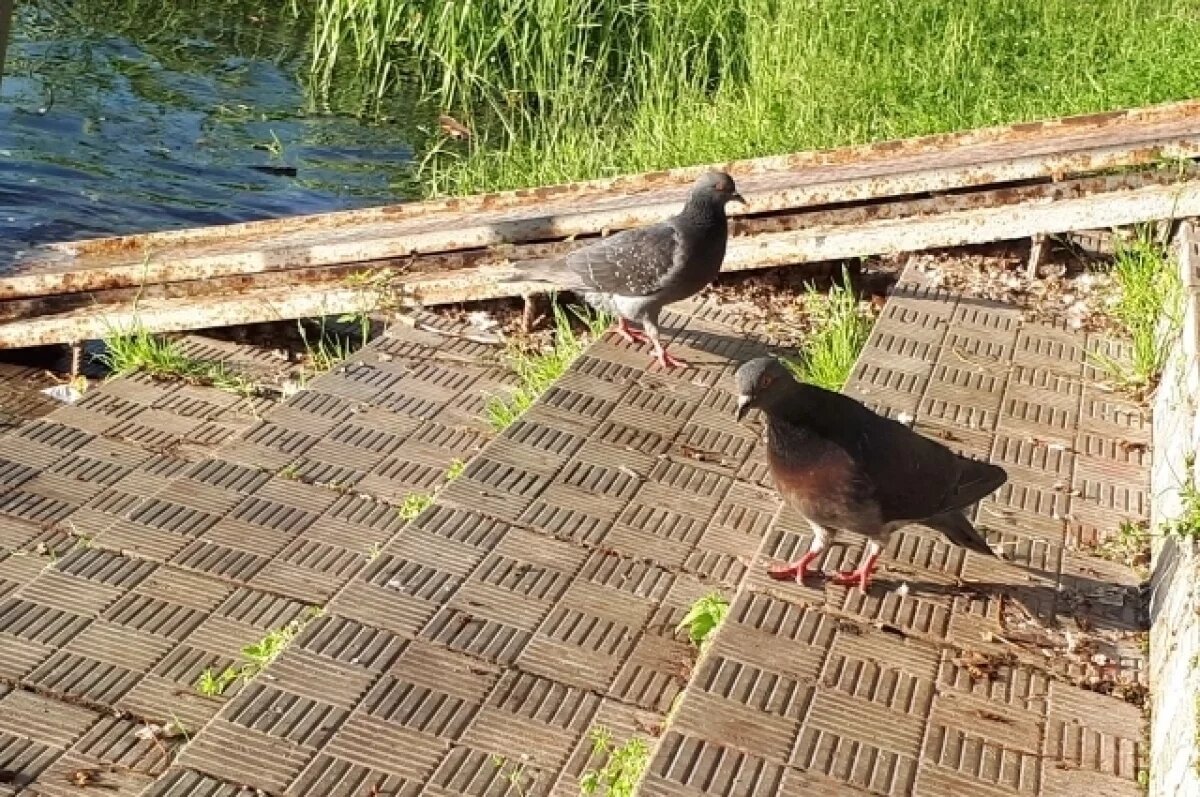    С птицами не надо церемониться?