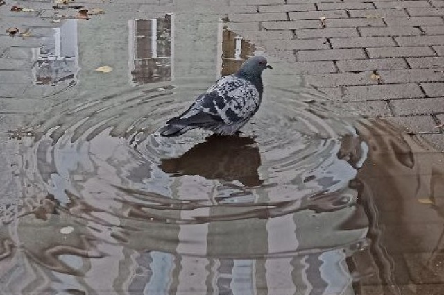    Фото: АиФ/ Татьяна Швецова