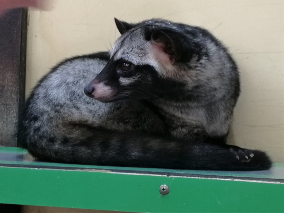 Куница циветта