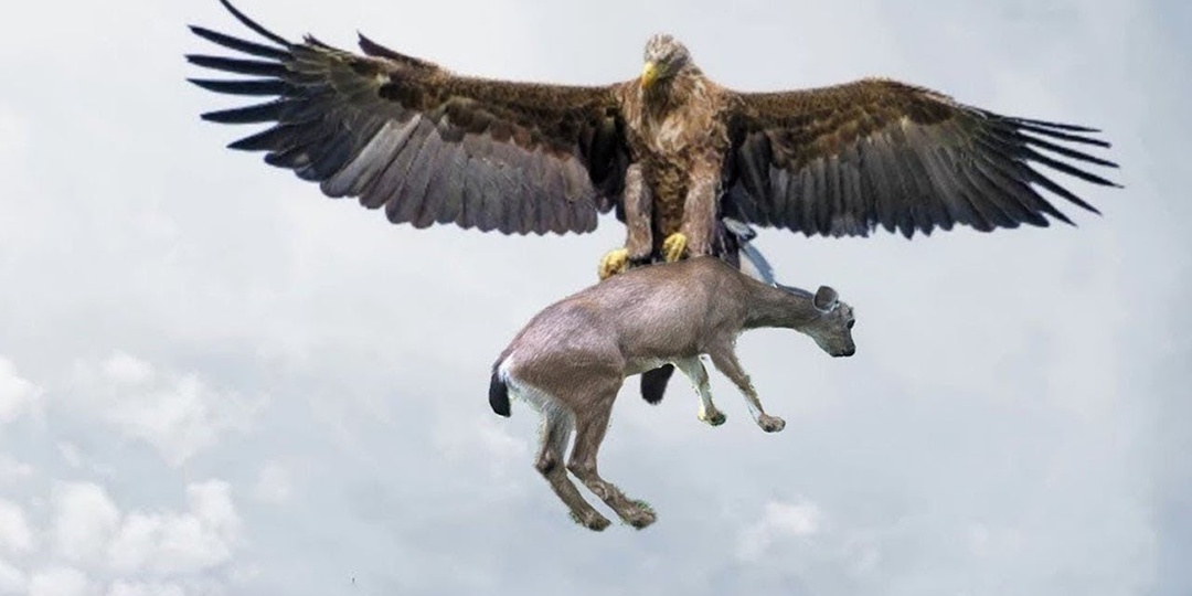Орлы — птицы, которых ненавидят все животные