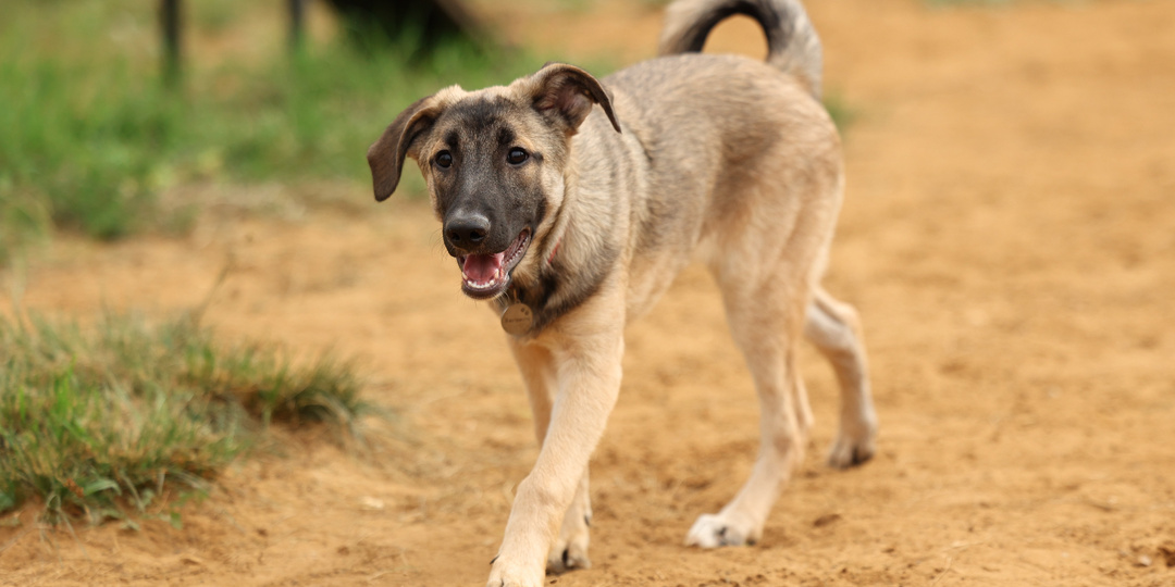 Щенком её выбросили в лес, но люди спасли, а будущее всё равно под вопросом