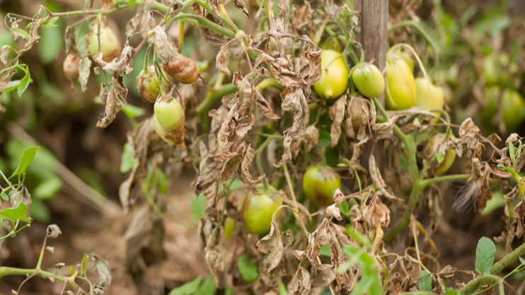 Обеззараживаю почву медным купоросом в сентябре. Грунт оздоровится к весне без дорогих препаратов