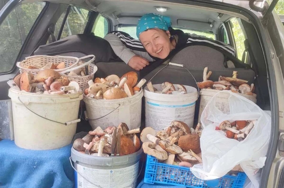    Сейчас в лесах средней полосы много подосиновиков, белых, сыроежек и волнушек.