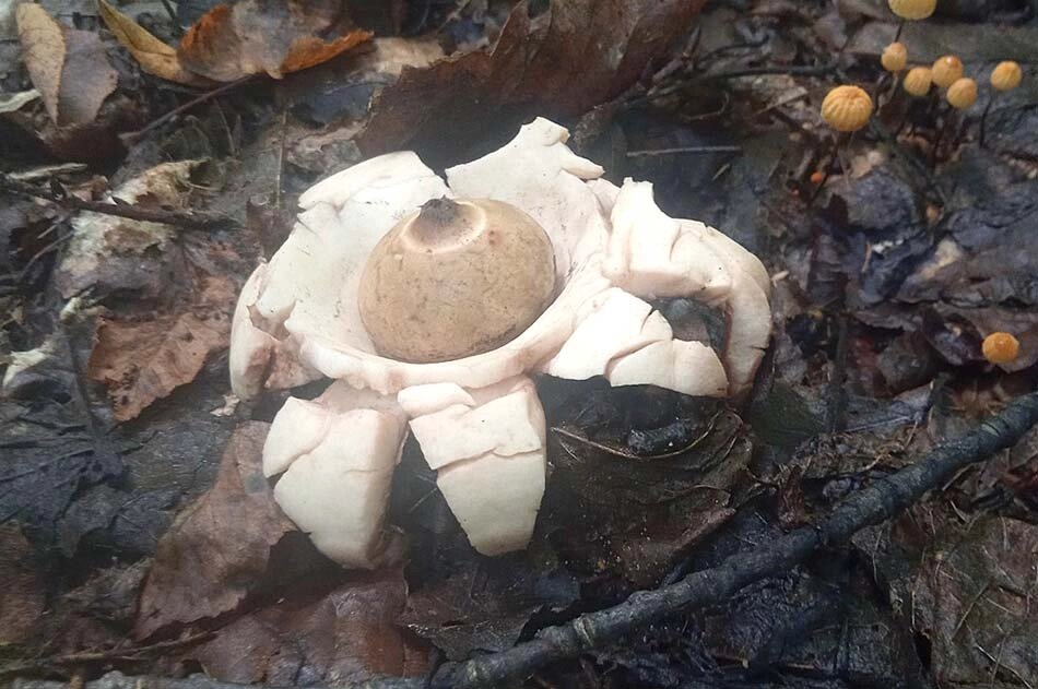    Гриб-звездовик красив, но условно съедобен и горек на вкус. Фото: Из личного архива Сергея Шустова