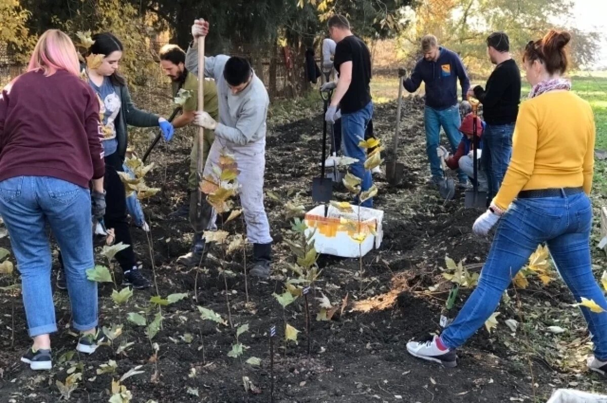    За годы работы добровольцы посадили в городе более тысячи деревьев, создали несколько парков.