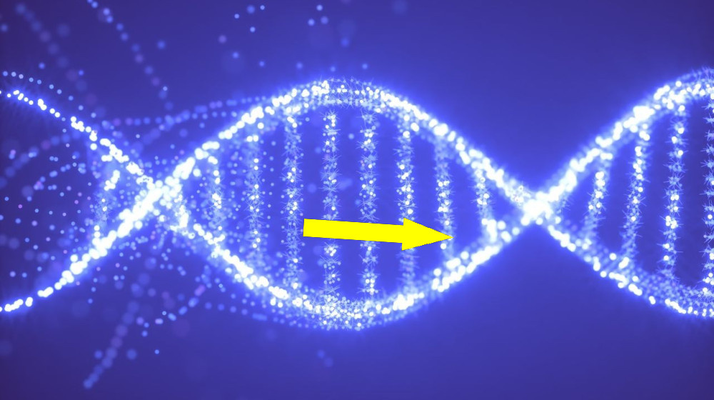    Древний ген, утраченный миллионы лет назад, может изменить лечение подагры