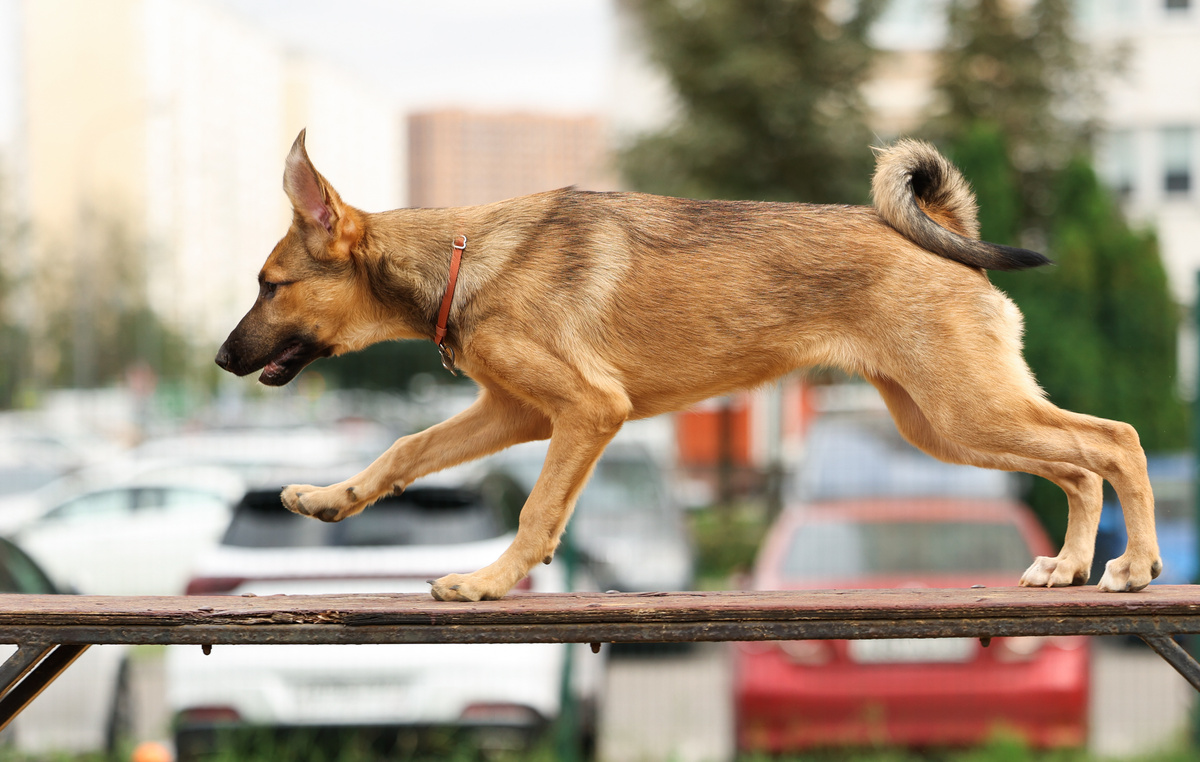 Собачьи снарялы для меня, как семечки!