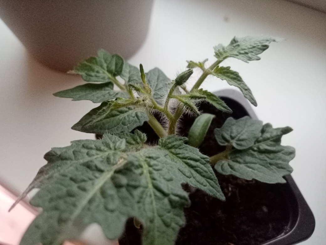 Вот они - бутончики. На одной ветке - 4, на другой - 3. Если все завяжутся, можно ожидать 7 томатиков:)