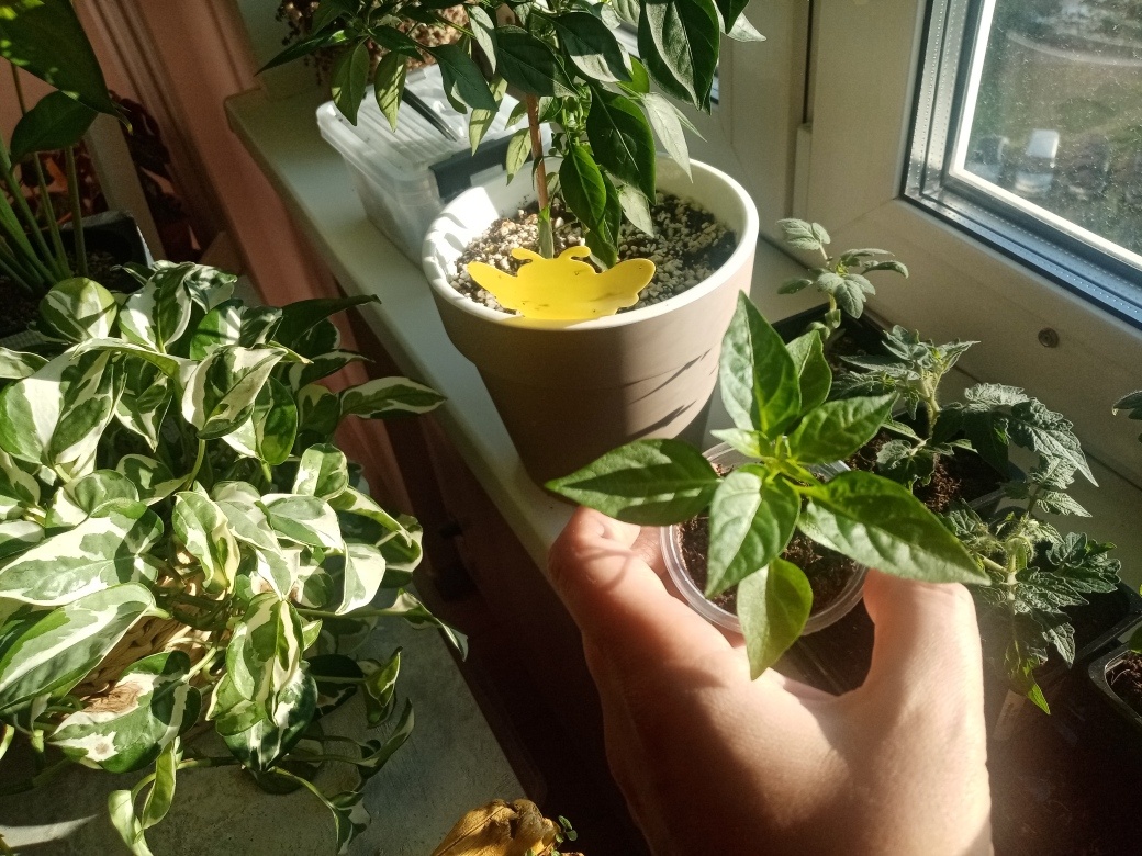 Вот он, перчик Медуза. Надо же, подрос в бедном безземельном грунте. Ну ничего, ничего, сейчас посадим в богатый питанием грунт, хорошо пойдёт в рост.