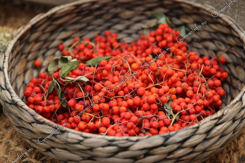 Собранные в период полного созревания и высушенные плоды дикорастущего и культивируемого дерева (реже кустарника) рябины обыкновенной - Sorbus aucuparia L., сем. розоцветных - Rosaceae.